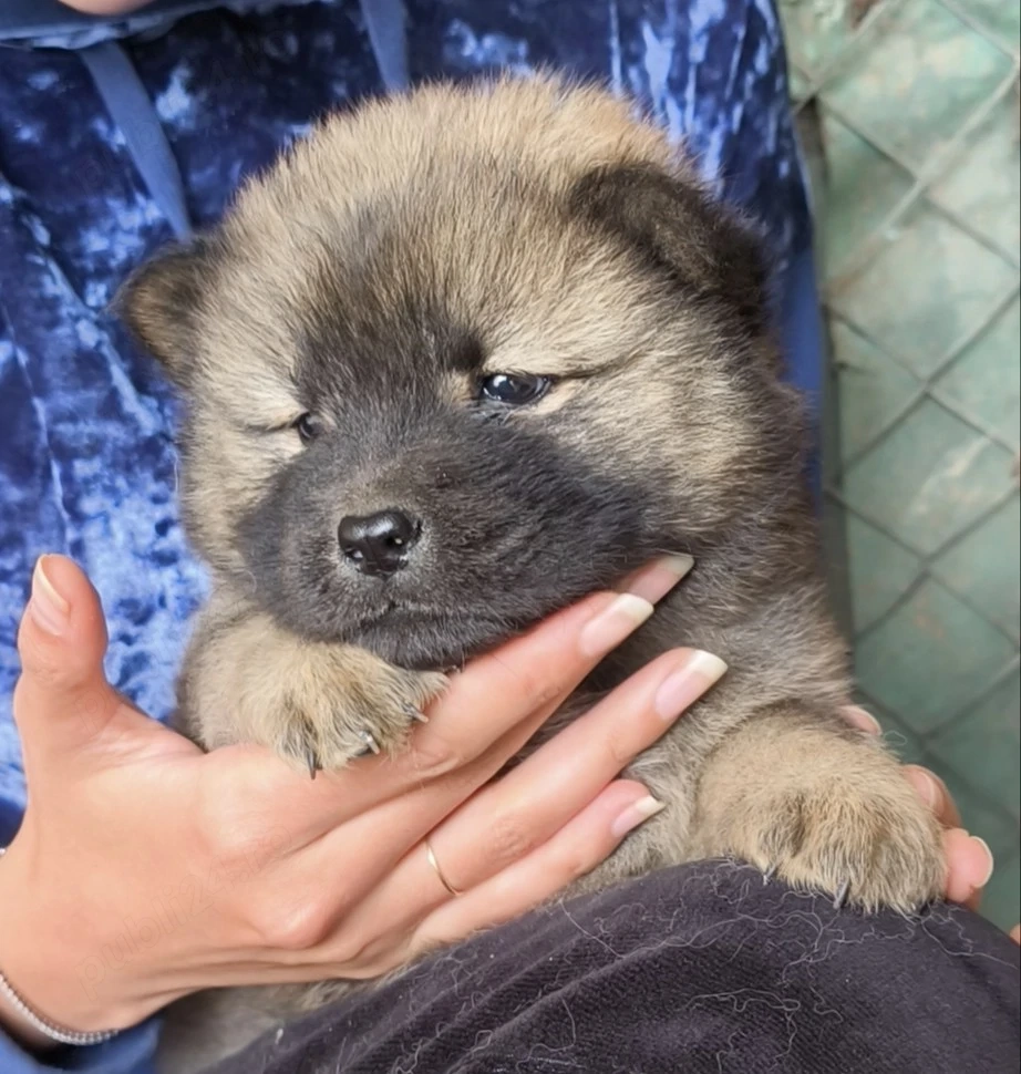 Pui rasa Chow Chow