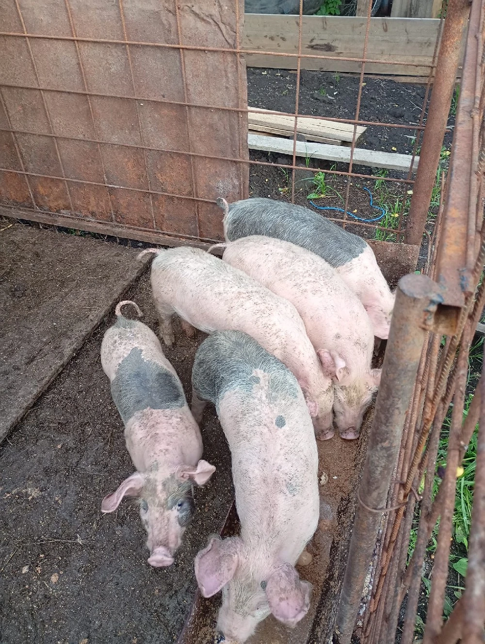 Purcei între 15-20 KG