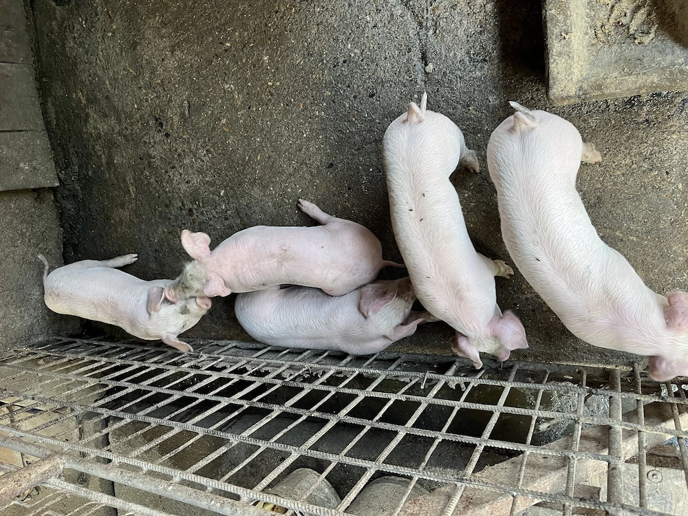 Purcei Landrace-Pietrain
