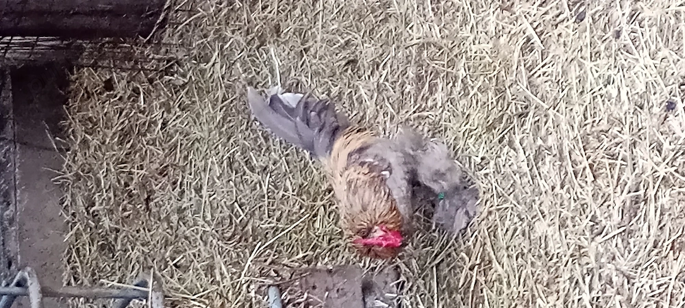 Vând cocoșei de rasa