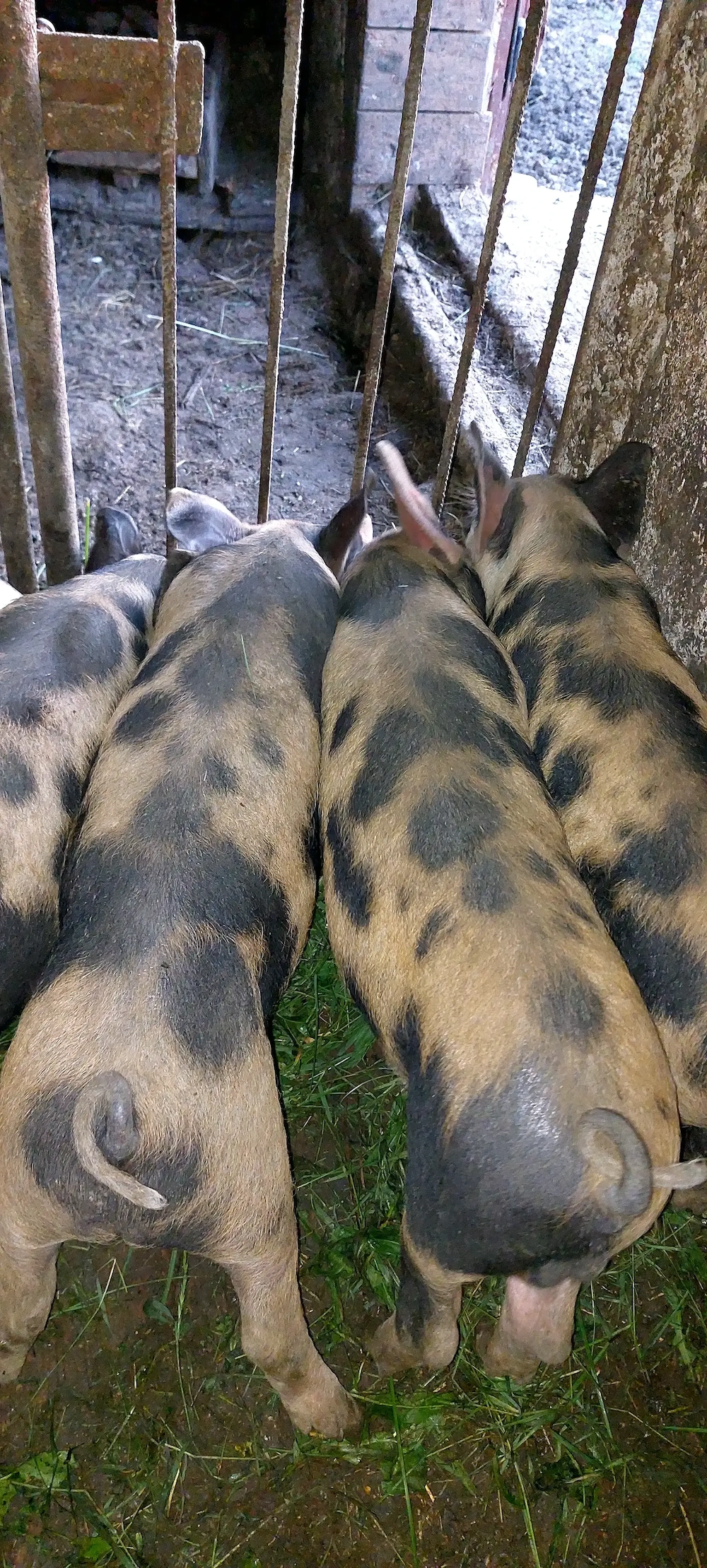 Vând 6 purcei la 8 săptămâni 450 bucata