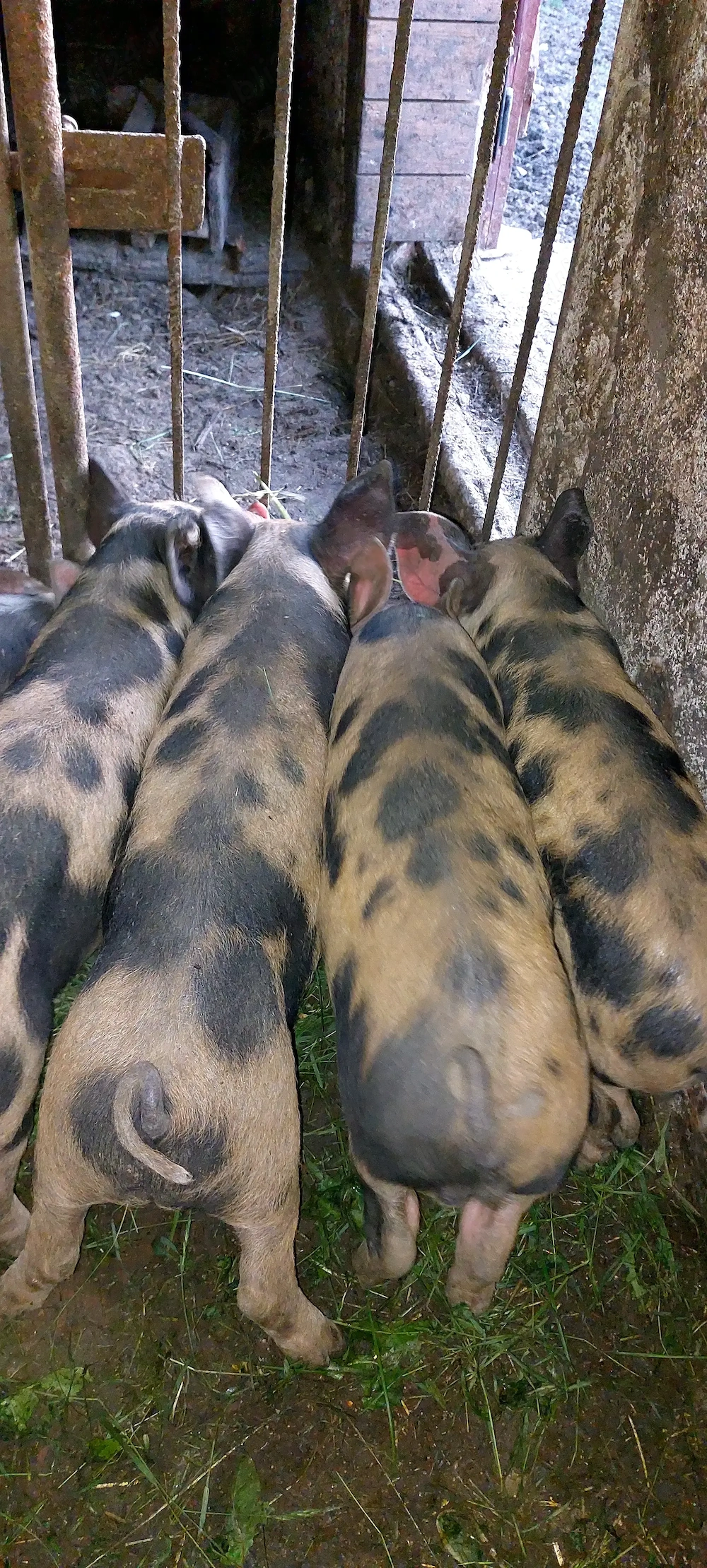 Vând 6 purcei la 8 săptămâni 20-22 kg....400 bucata