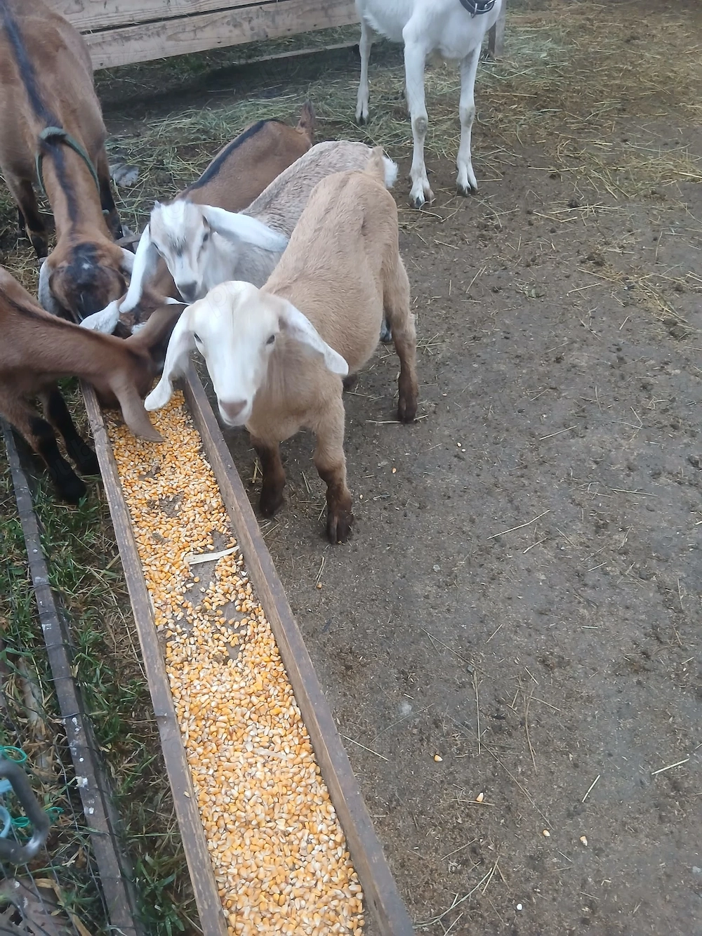 Capre cu iezi se dau si separat iezi 