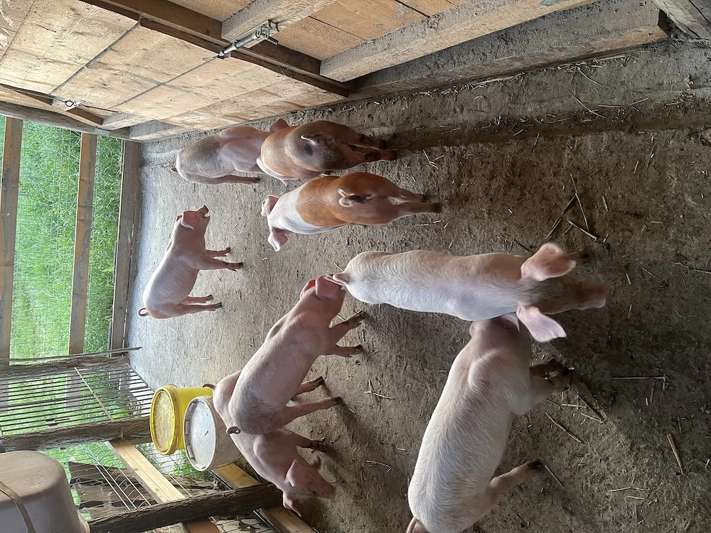 Purcei Duroc X Landrace