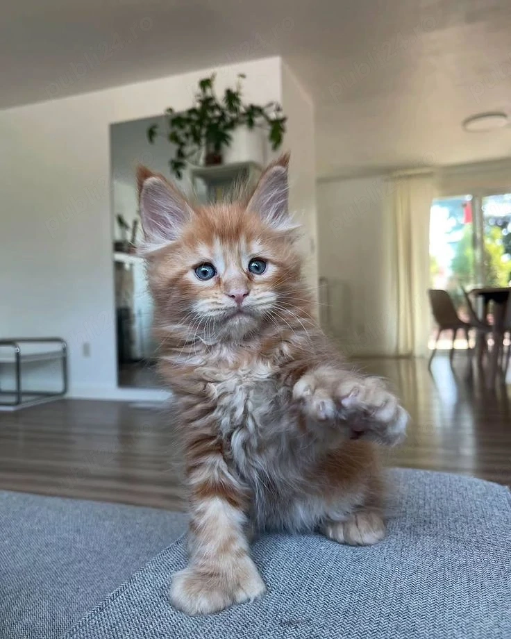Maine coon pui superbi 