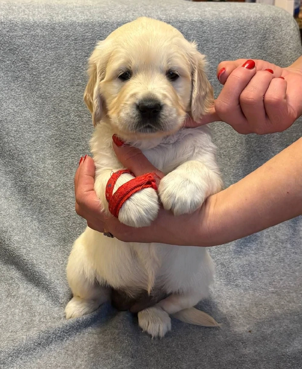 Golden retriever puiuți