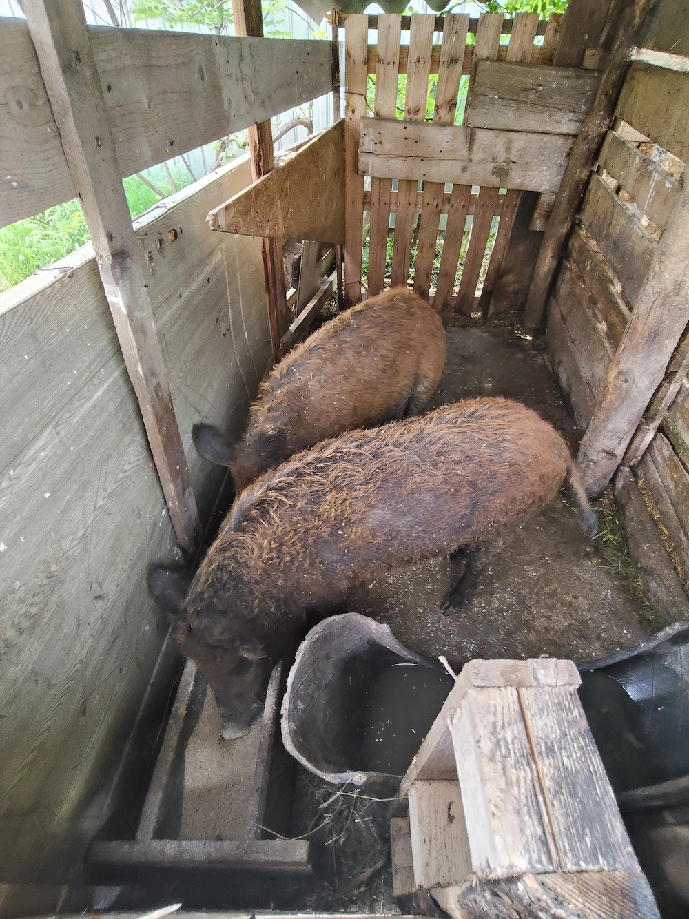 Mangalita cu mistreț 750lei bucata 