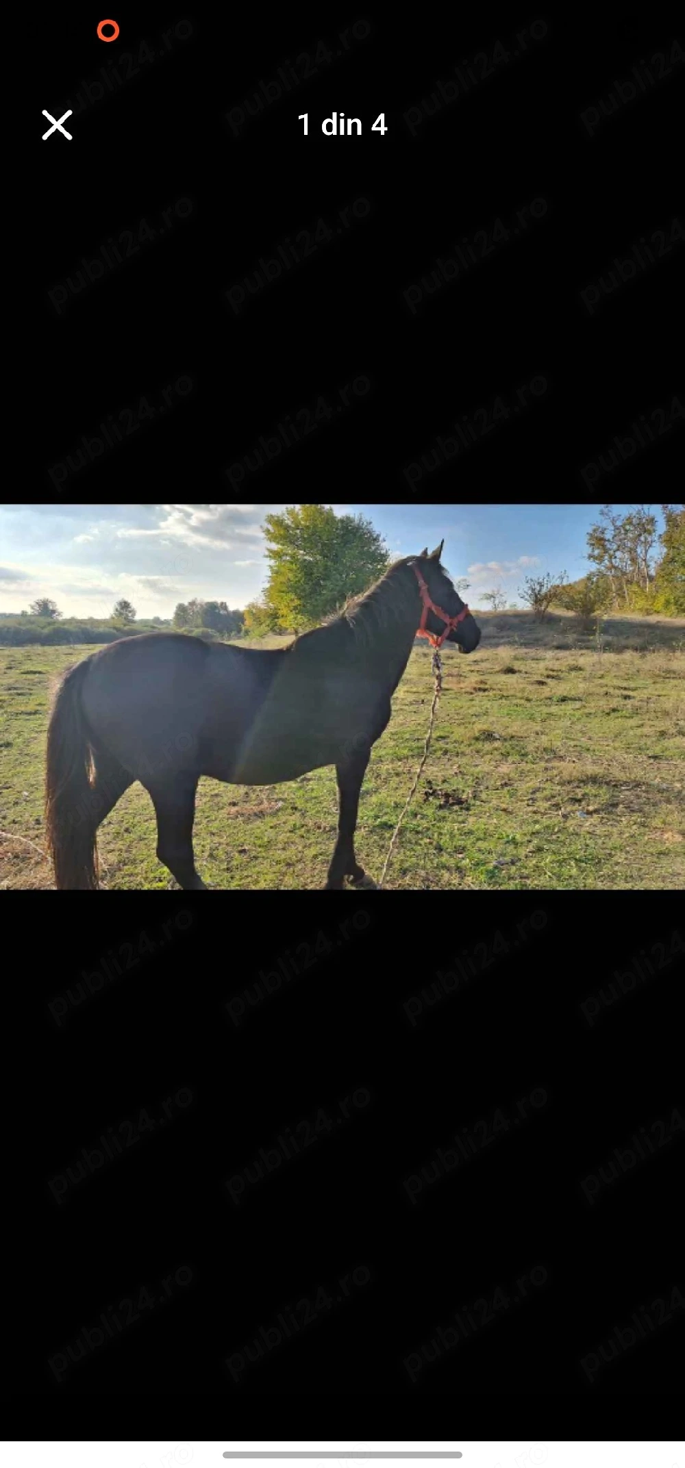 Vand cal in varsta de 12 ani