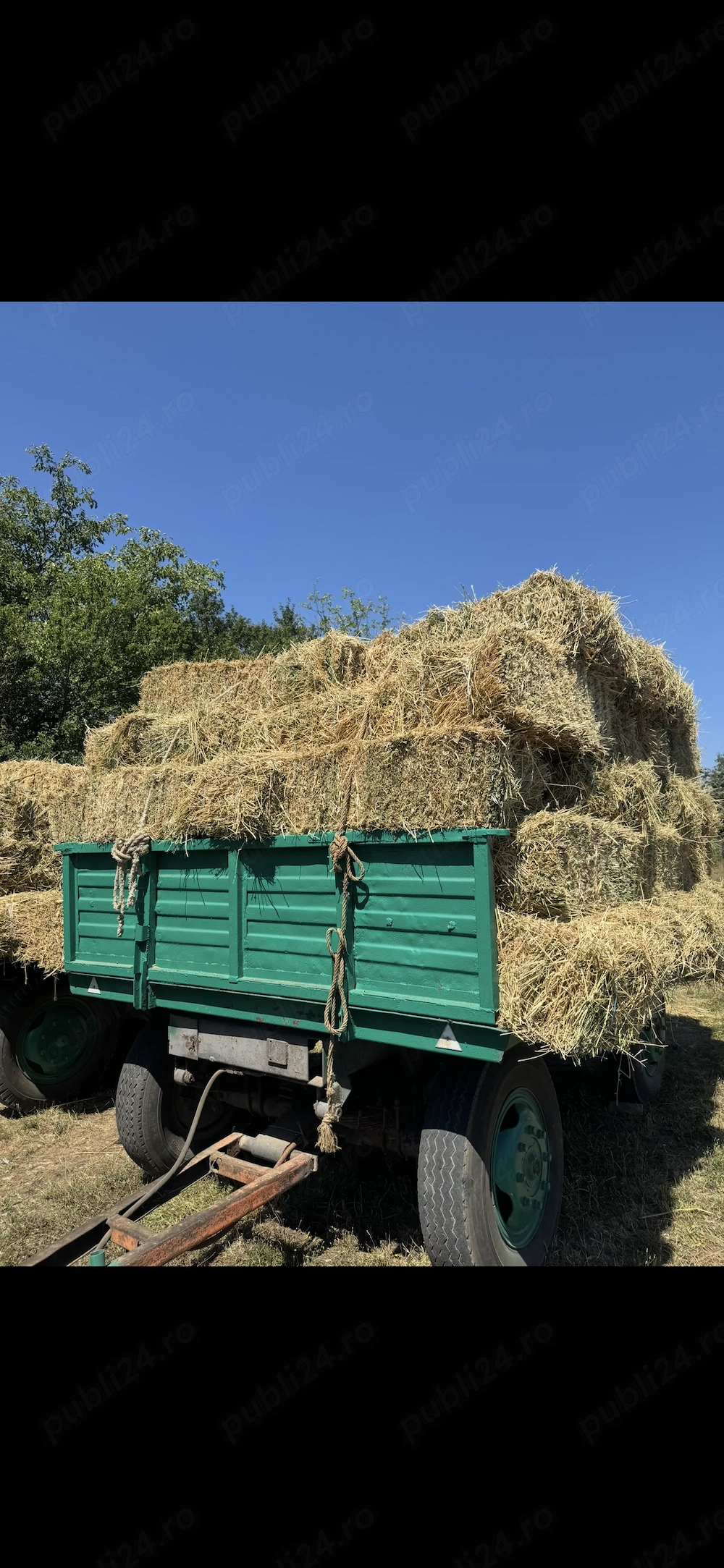 Vand baloți lucernă.