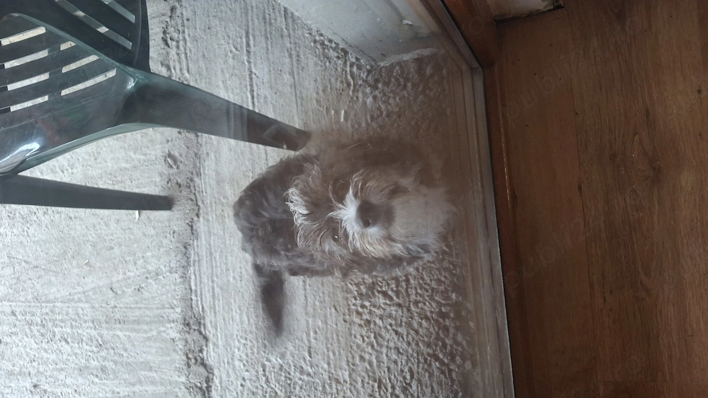 Caine corcitura bichon havanez