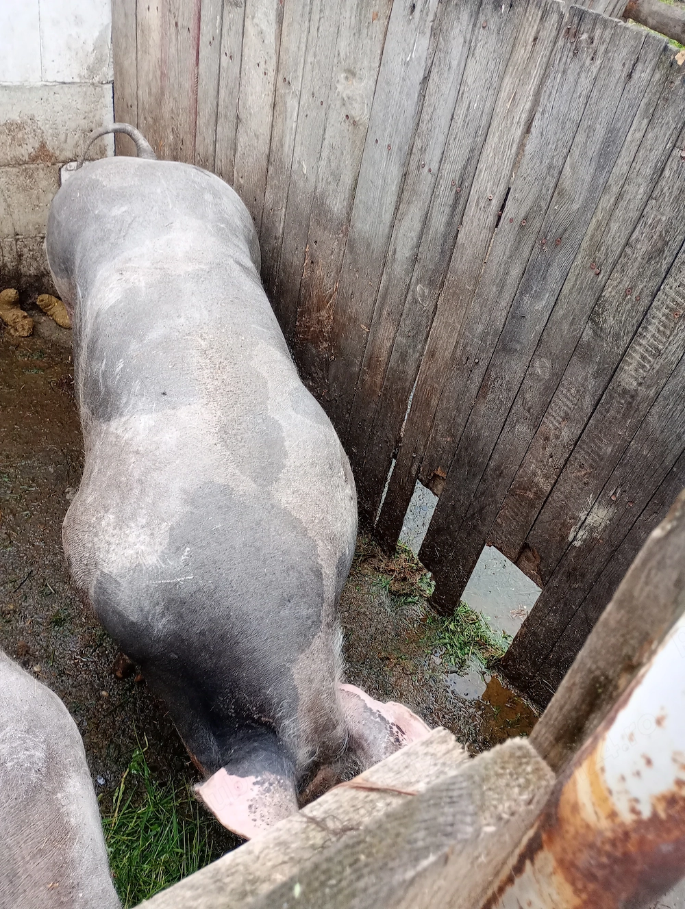 Porc și purcea pietran 