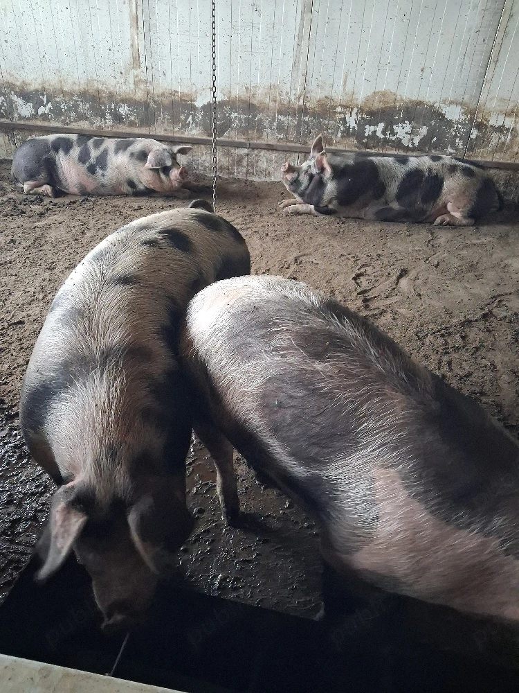 porci rasă de carne