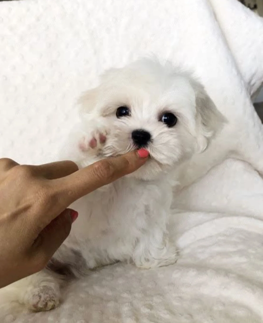 Puiuti Bichon maltez