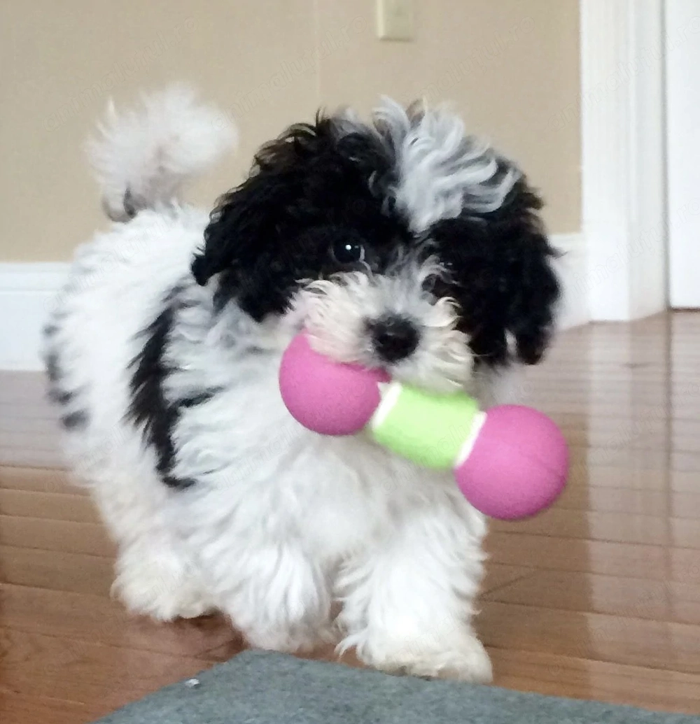 Bichon havanez puiuti