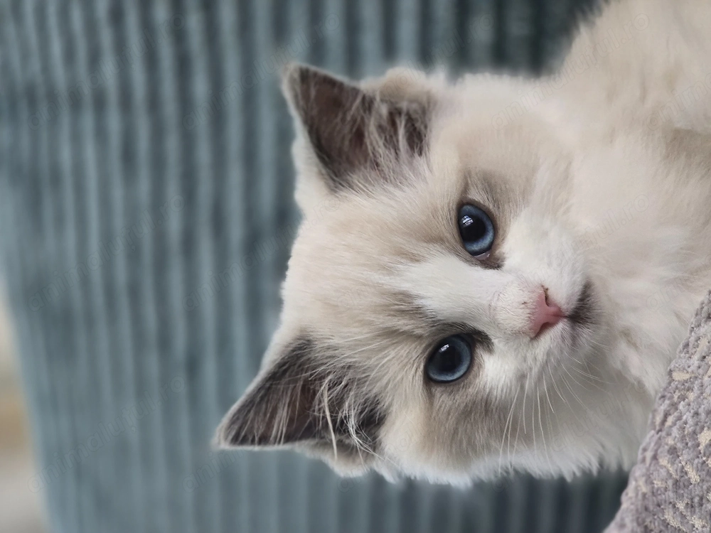 Ragdoll Blue de vanzare, mascul, 12saptamani