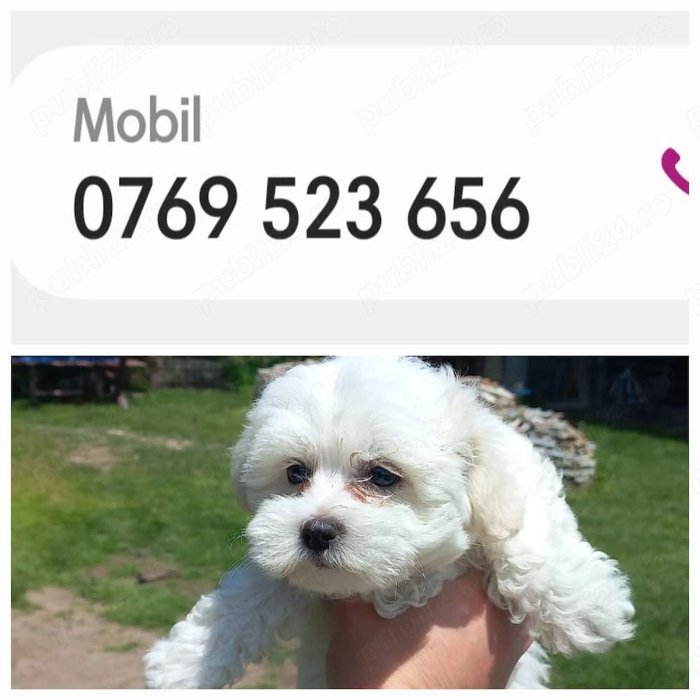 Bichon maltez alb imaculat 