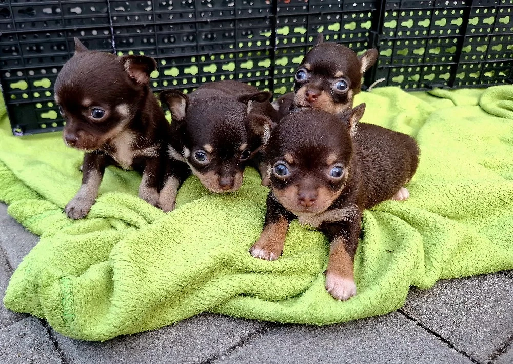 chihuahua mini cioco