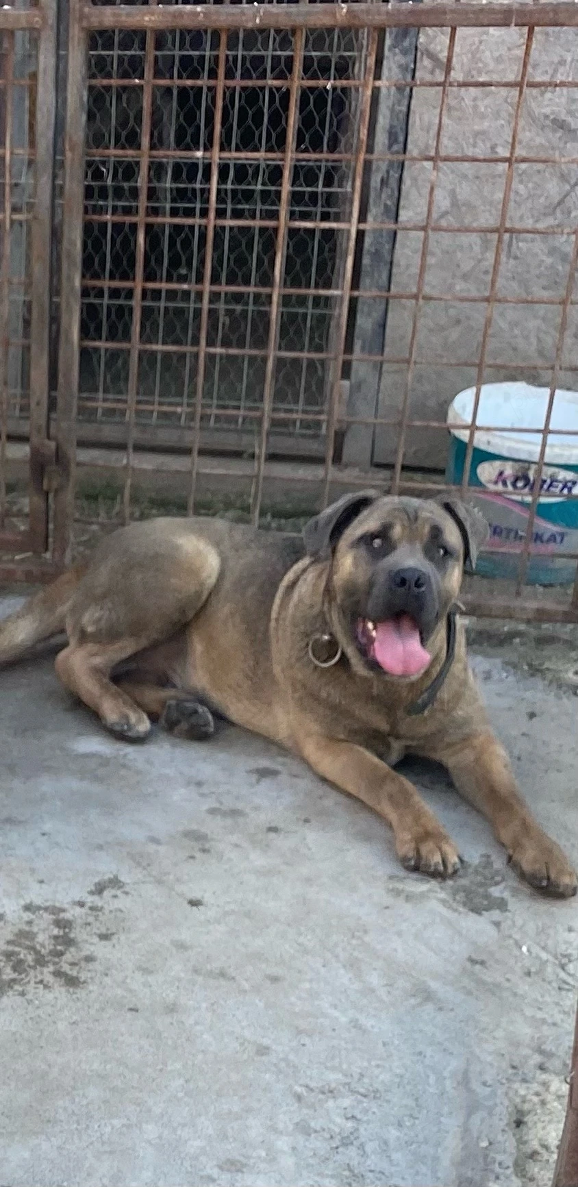 catelusi cane corso  
