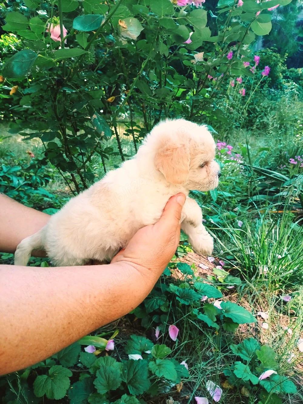 maltipoo pui adorabili