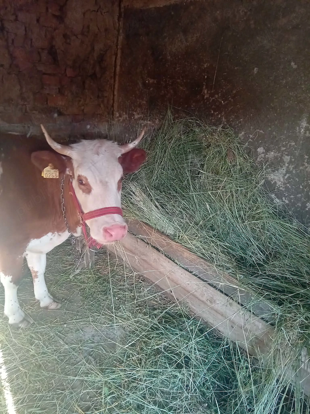 Se vinde vaca 