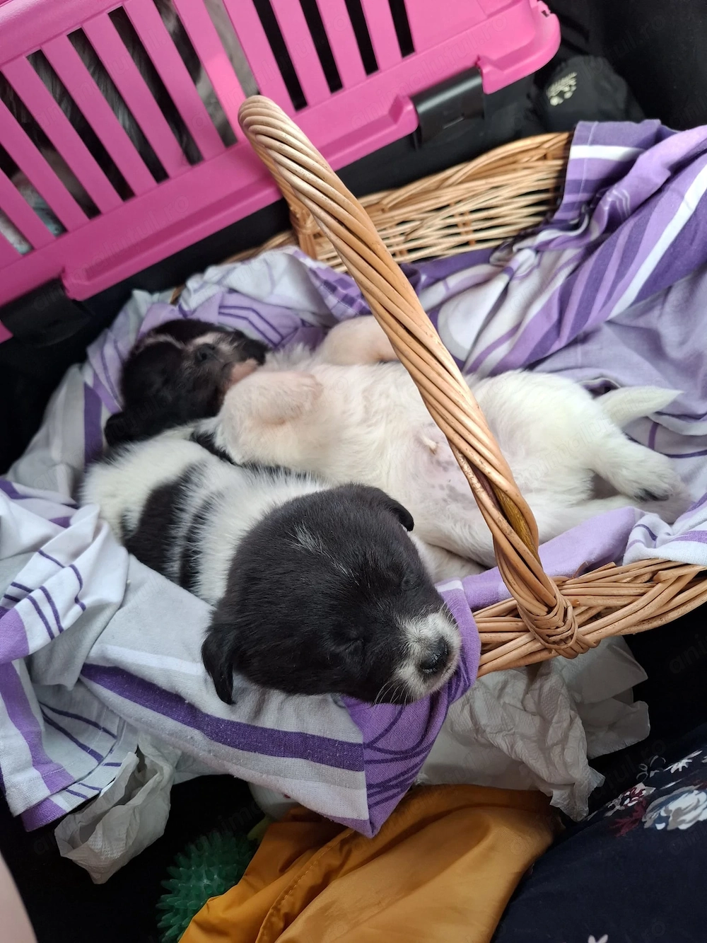 Donez catel baietel 5 saptamani metis de canis. Mananca plic si laptic. Bucuresti sector 5