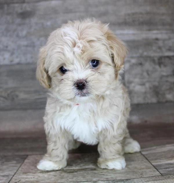 Maltipoo poodle mini toy 