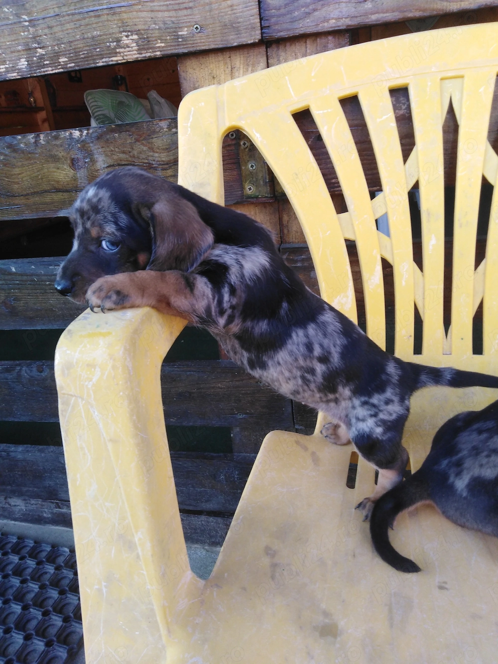 Pui teckel arlequin teckel 