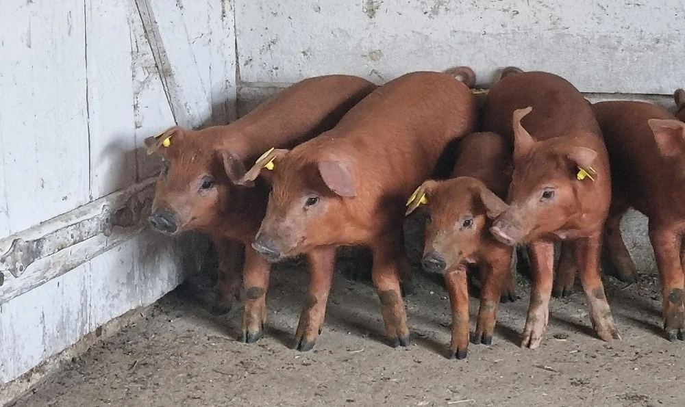 Purcei duroc