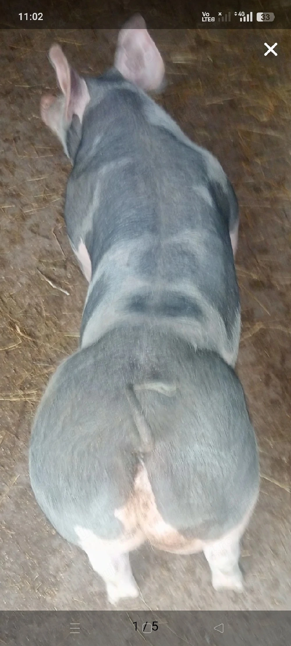 Scrofița Pietrain Belgian Pur,90-100 kg.