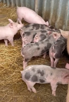 Porci rasa Pietrean