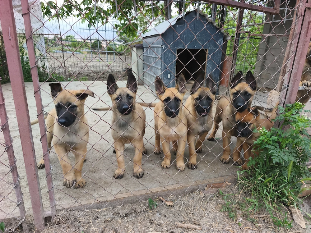 Belgian Malinois 