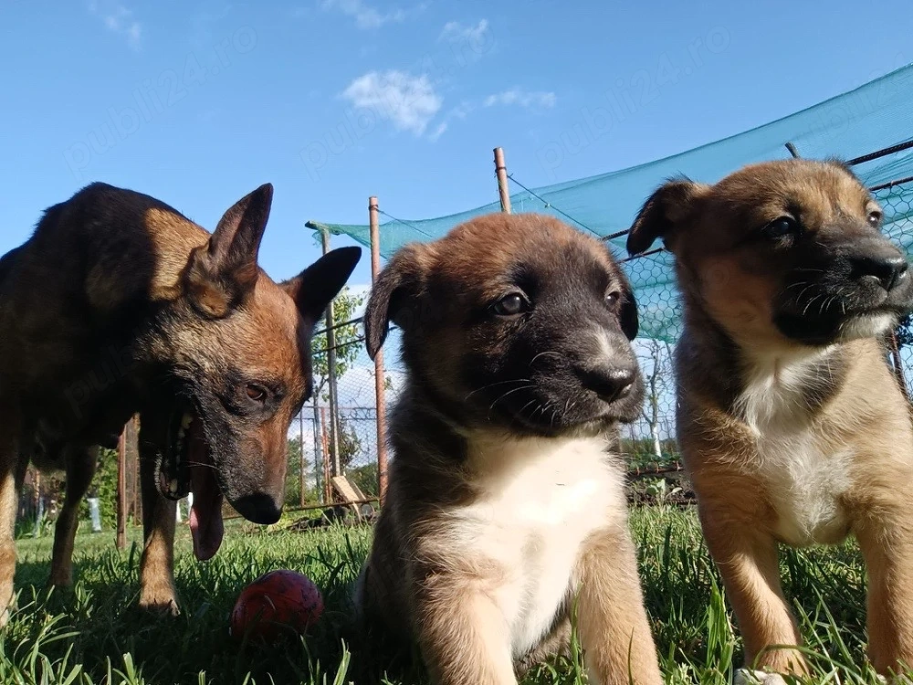 Ciobanesc Belgian Malinois 6 saptamani