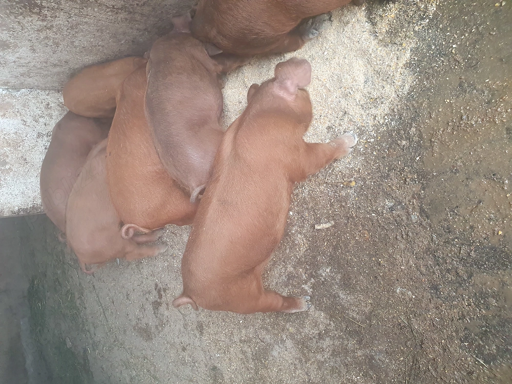 Vând 5 mascuri Duroc 