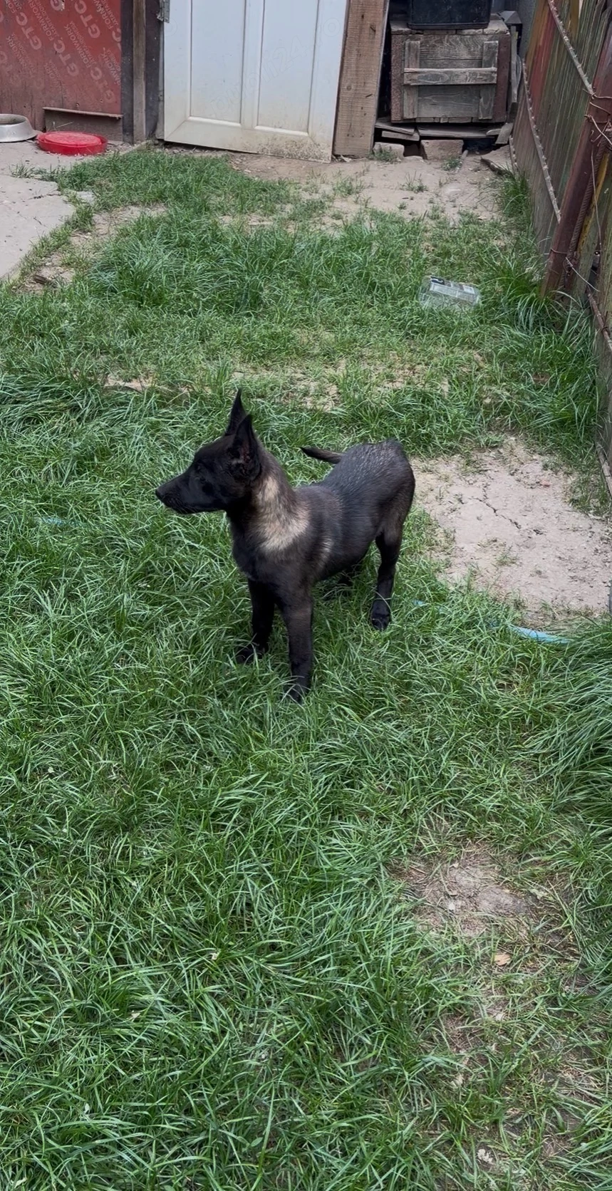 femel abelgian malinois 