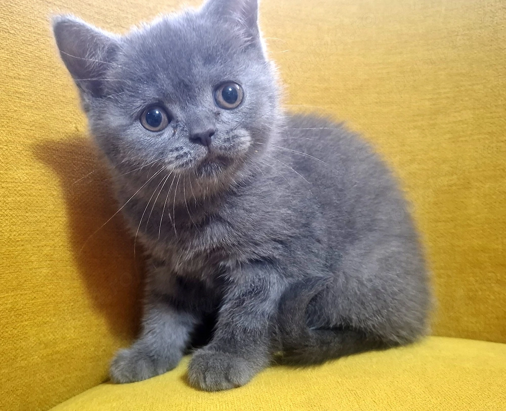 Pui British Shorthair (fetiță).
