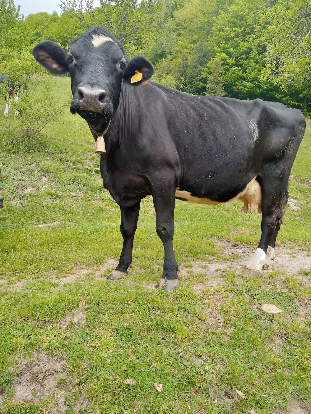 Vând vaca buna de lapte 