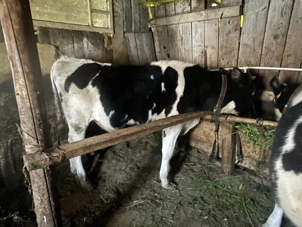 Vițel 8 luni crescut natural