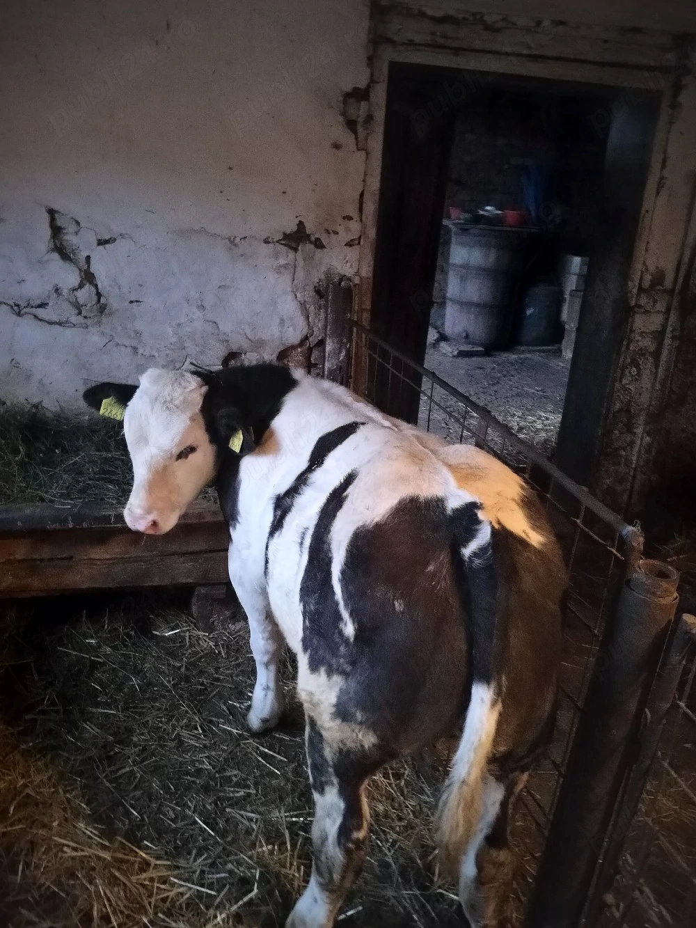 De vanzare doi vitei