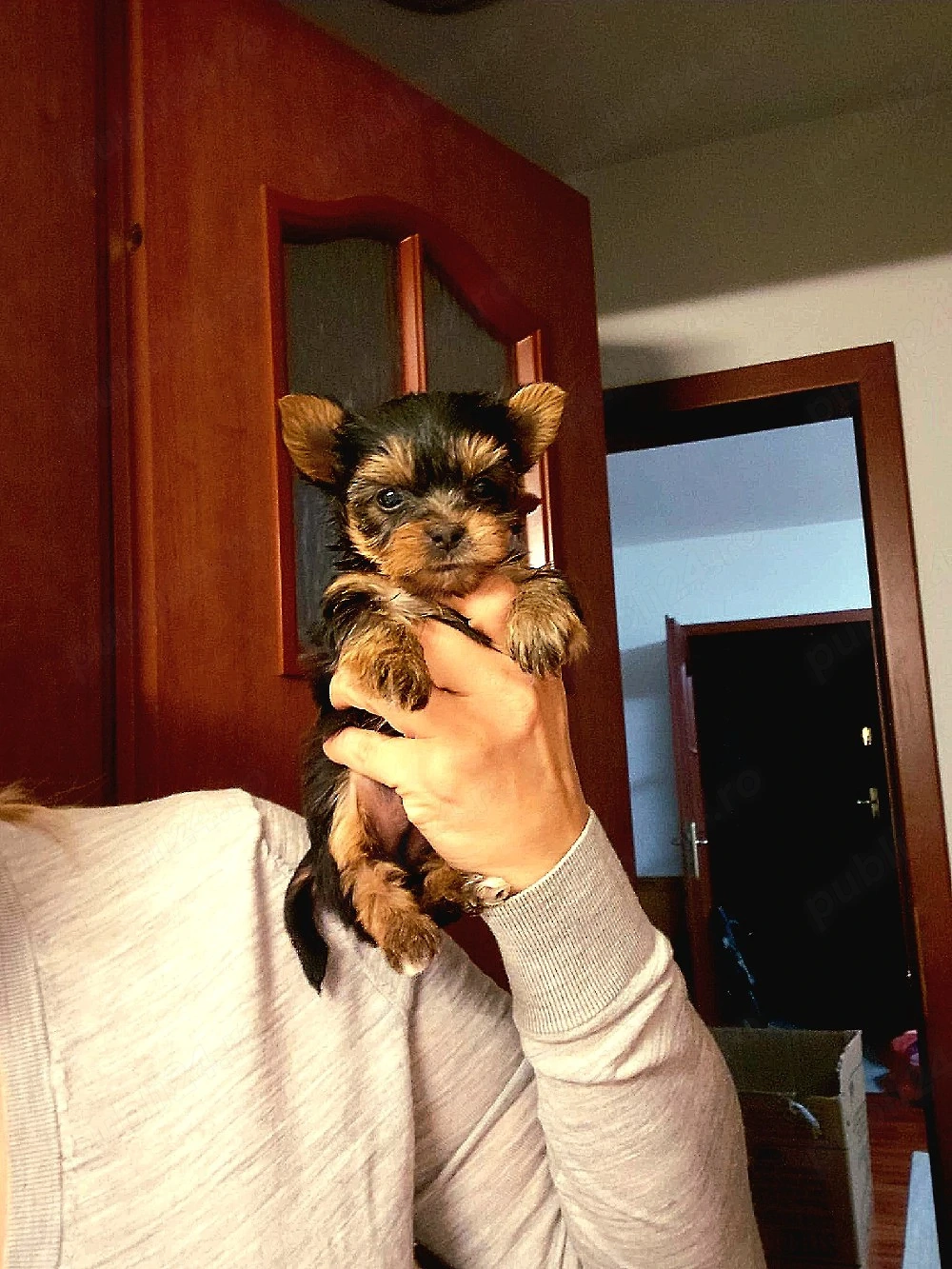 Yorkshire terrier baiat 