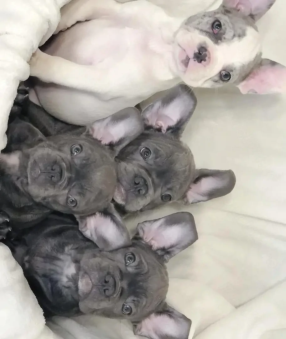 Pui de bulldog francez sănătoși și frumoși