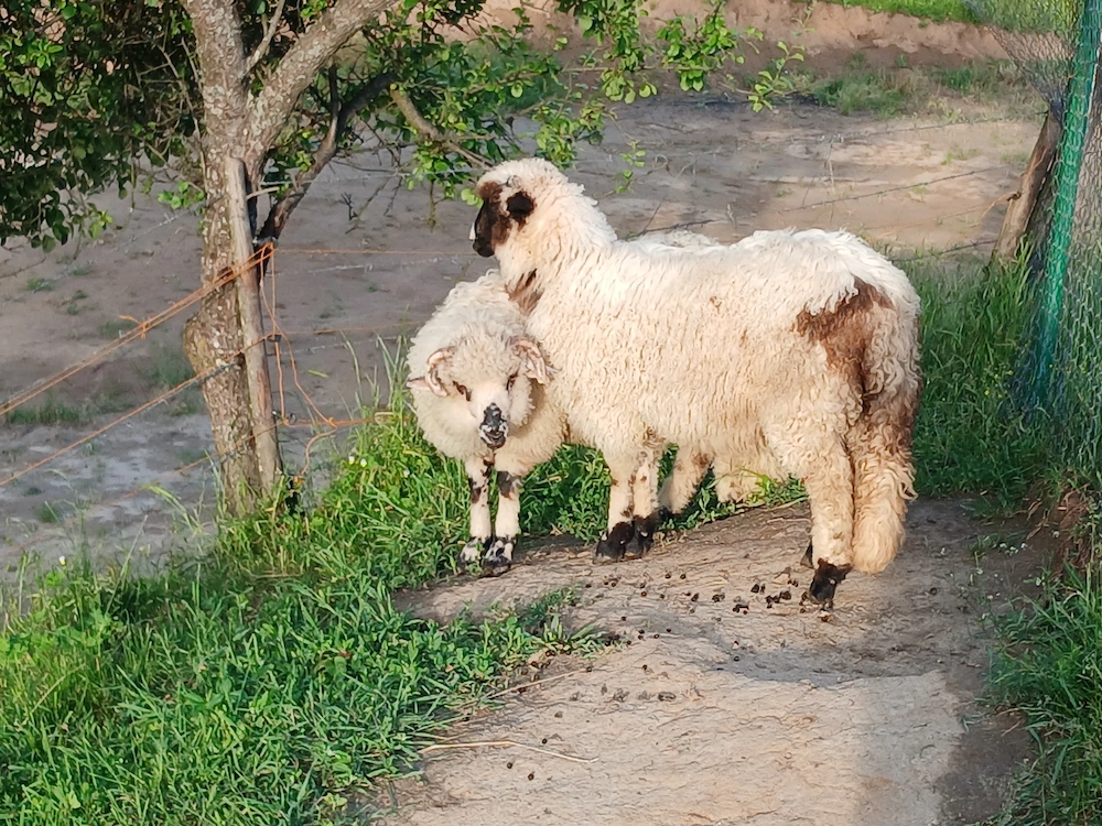 De vanzare 2 miei si 2 iezi (fata si baiat)