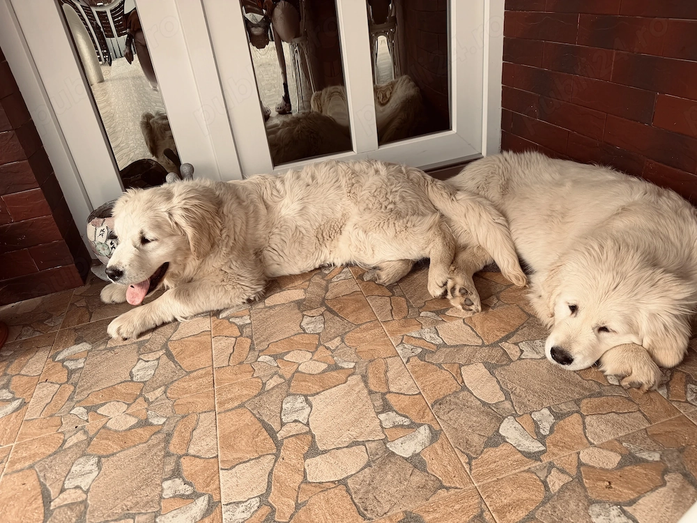 Vând 2 cățelușe Golden Retriever 