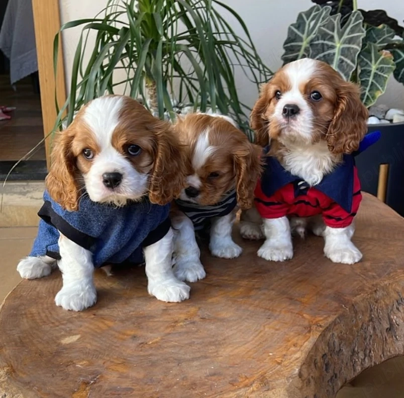 Alegeți cei mai frumoși și mai sănătoși pui de Cavalier King Charles 
