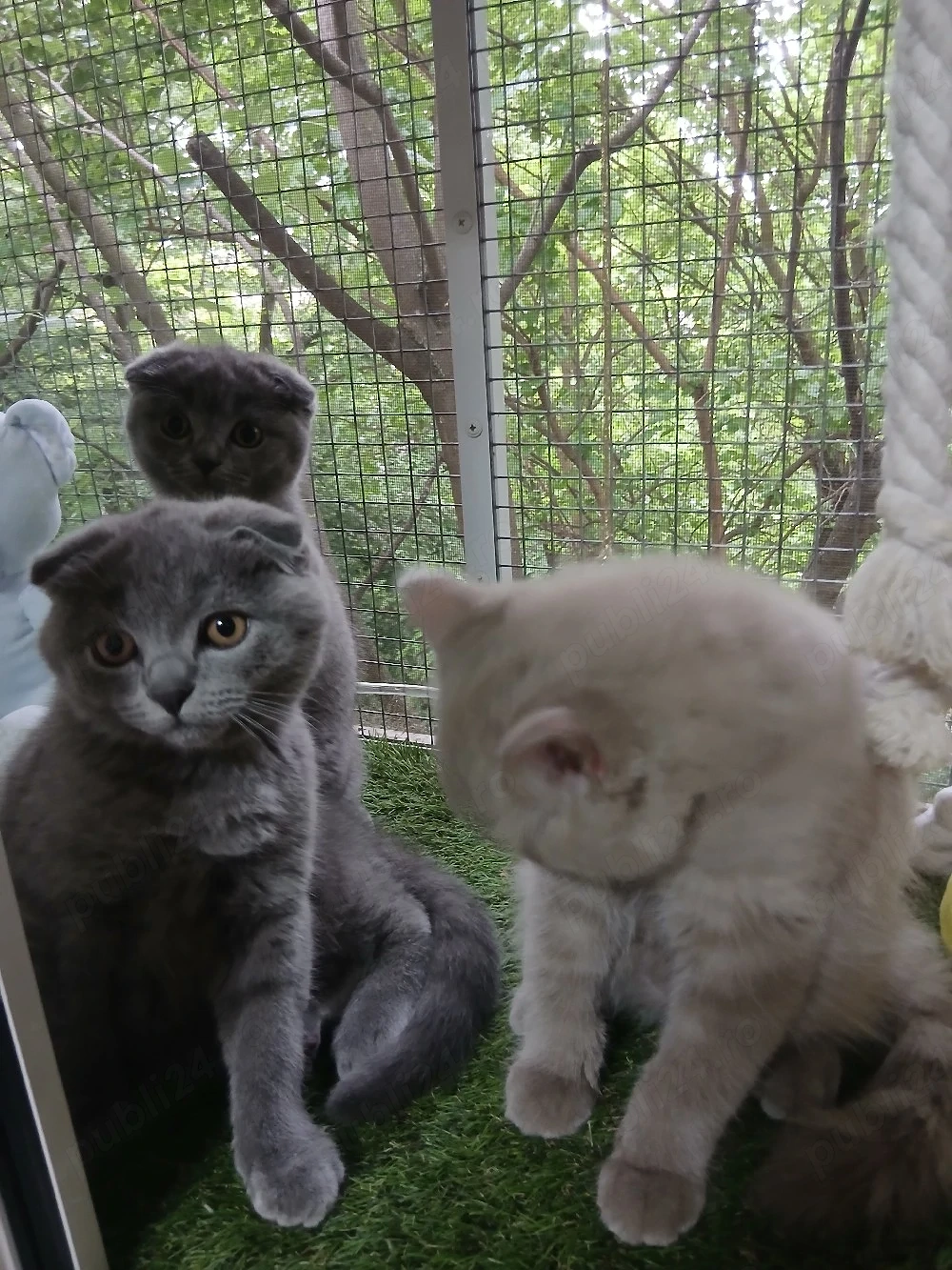 Puiuti pisica rasa british & scotish shorthair , in varsta de 2  1 2luni.