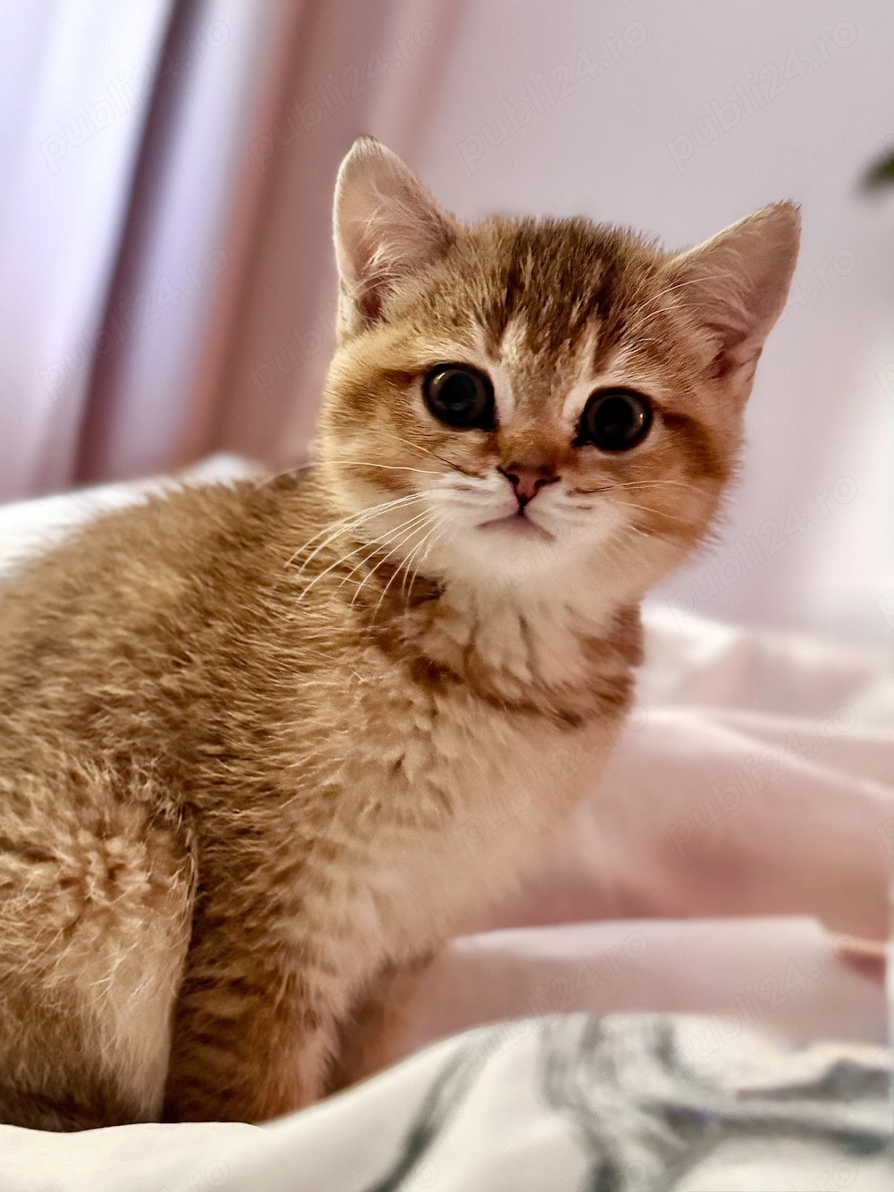 British Shorthair Golden 3 luni