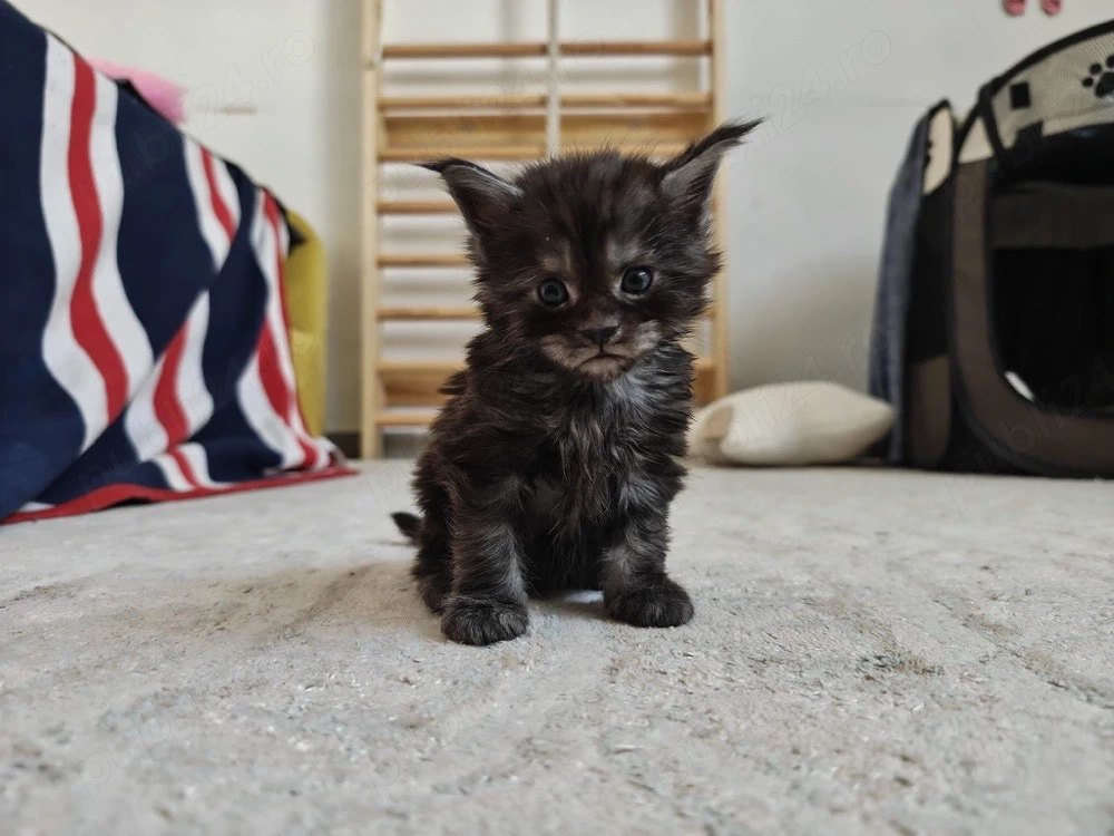 Pui Maine Coon