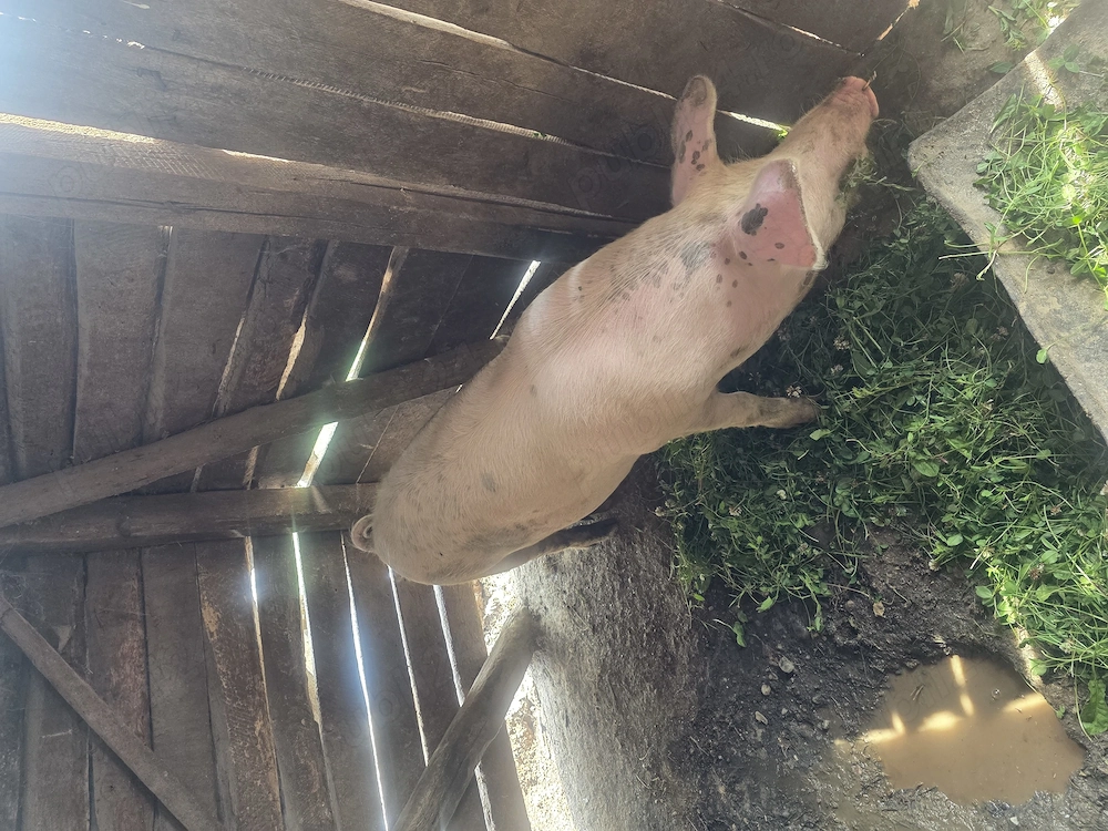 De vanzare porc la 80 kg