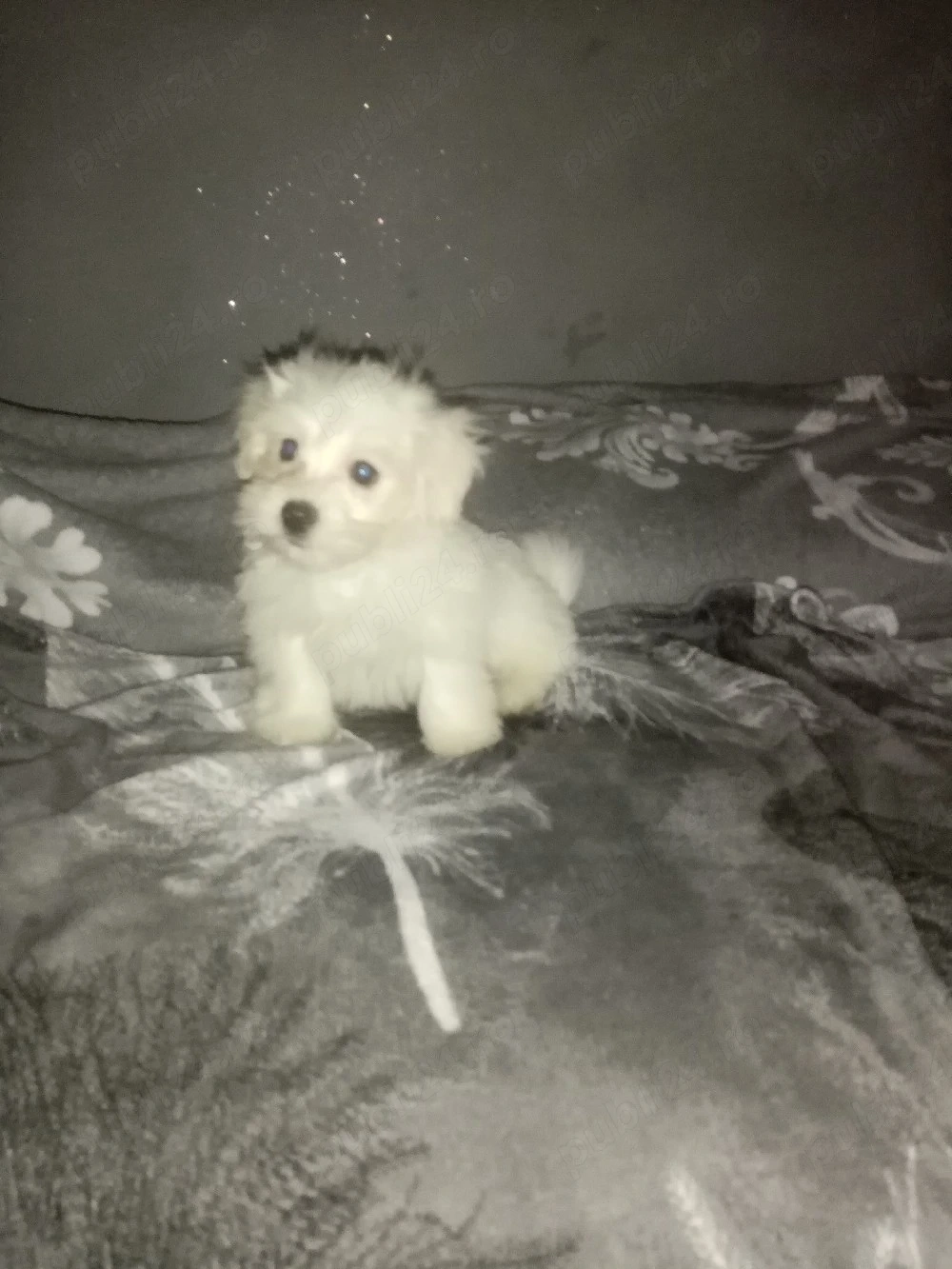 Bichon maltez mini toi g