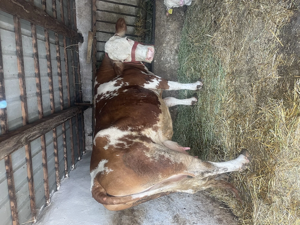 Vaca de lapte de vânzare !