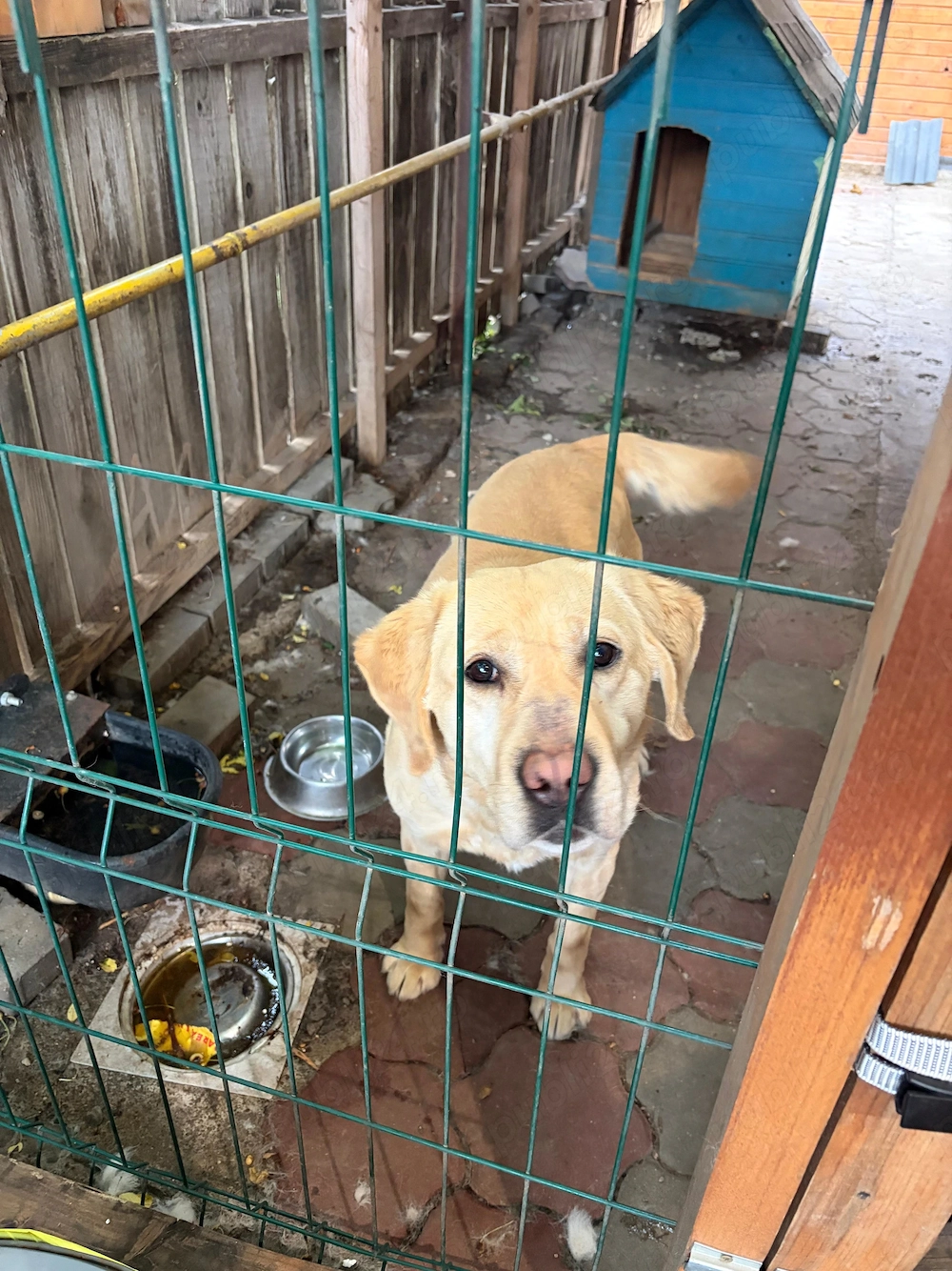 Donez Labrador su Husky